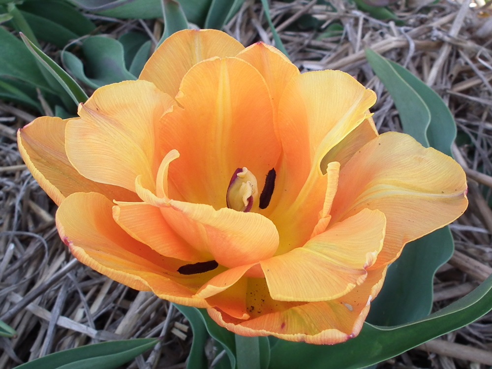 TULIPANY PEŁNE ORCE CEBULKI TULIPANÓW PEŁNYCH 10sz