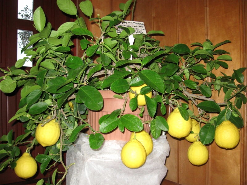 Cytryna prof. Pieniążka (Citrus ponderosa)