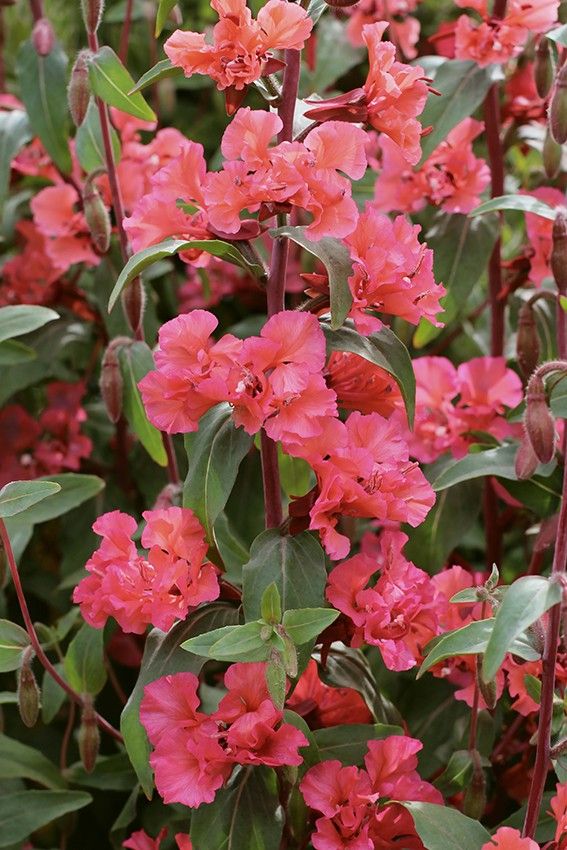 Klarkia, Dzierotka Clarkia elegans jasnoróżowa 1g