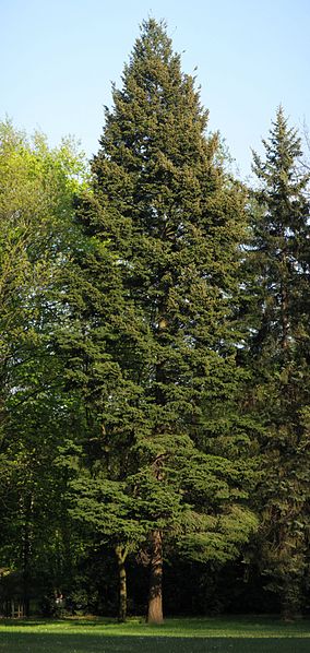 Daglezja zielona Pseudotsuga menziesi 80cm jedlica