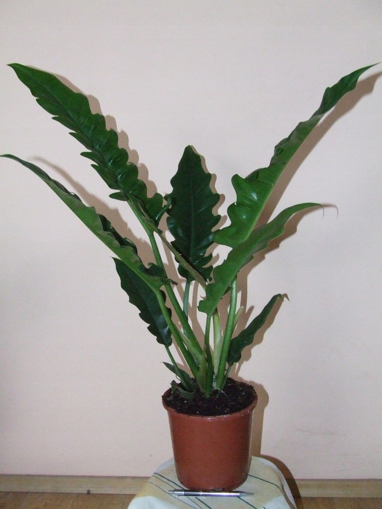 FILODENDRON PHILODENDRON NARROW ESCAPE RARYTAS!!!