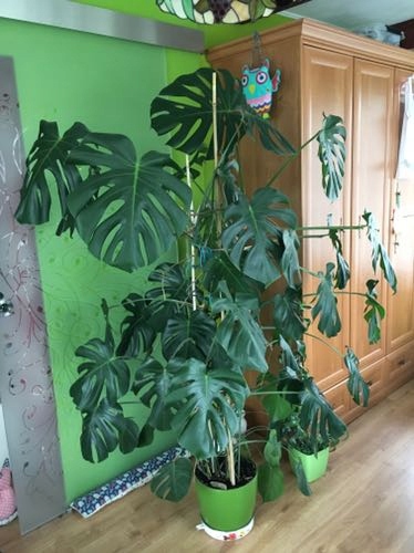 Monstera Ok 195cm na 150cm