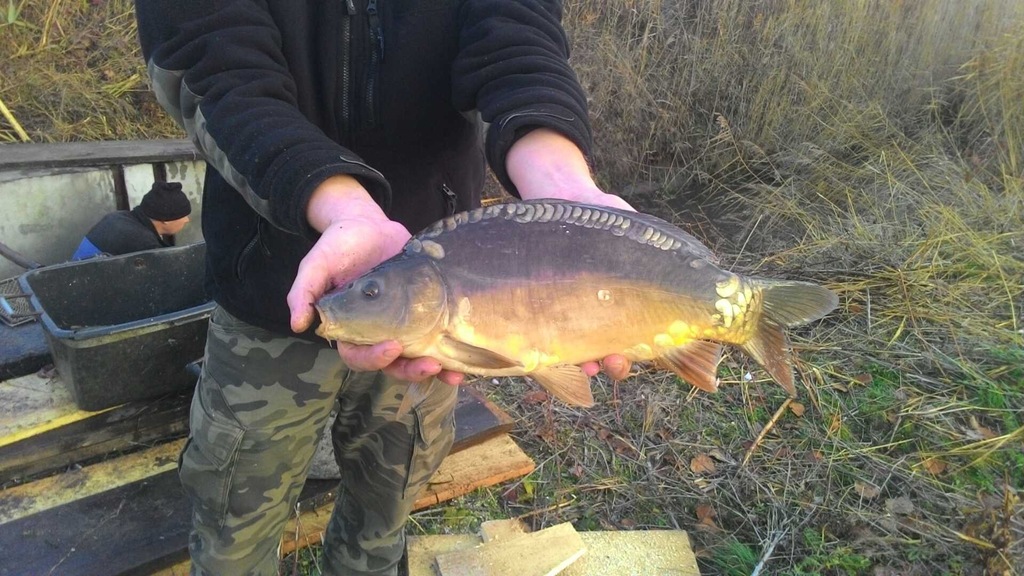 ŻYWY KARP HURT TRANSPORT