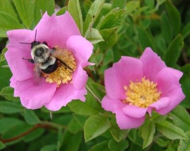 W86 Róża błotna __ Rosa palustris __ sadzonki