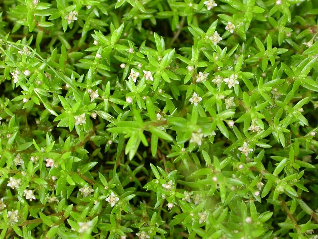 Grubosz Helmsa Crassula Helmsi podwodna łąka