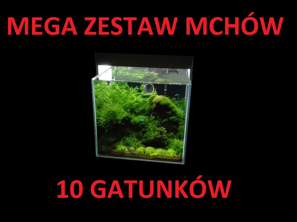 MEGA zestaw mchów -10 gatunków - rarytasy + GRATIS