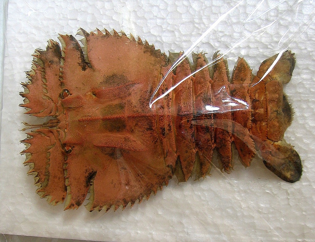 Skorupiak Homar pantoflowy Ibacus ciliatus