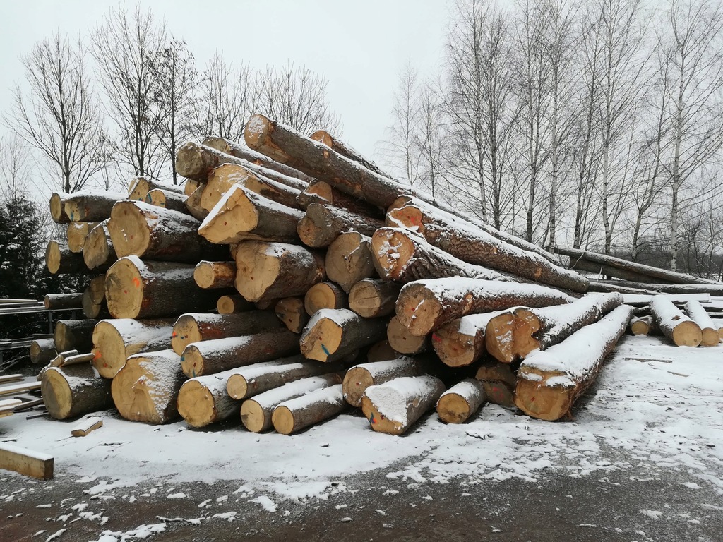 KLOCE TARTACZNE JODŁA , SOSNA