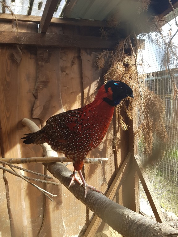 Tragopan Satyr