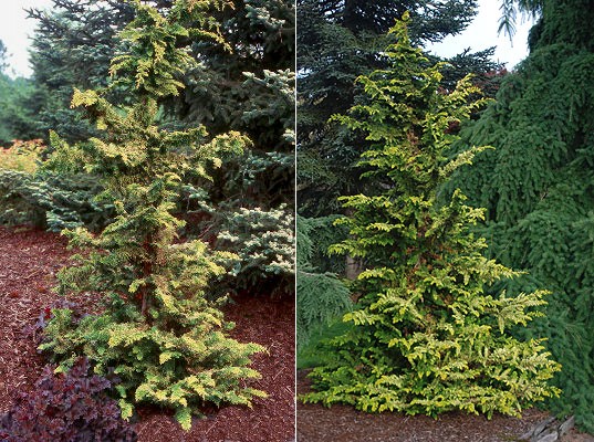 Cyprysik tępołuskowy Fernspray Gold 10-20cm P9
