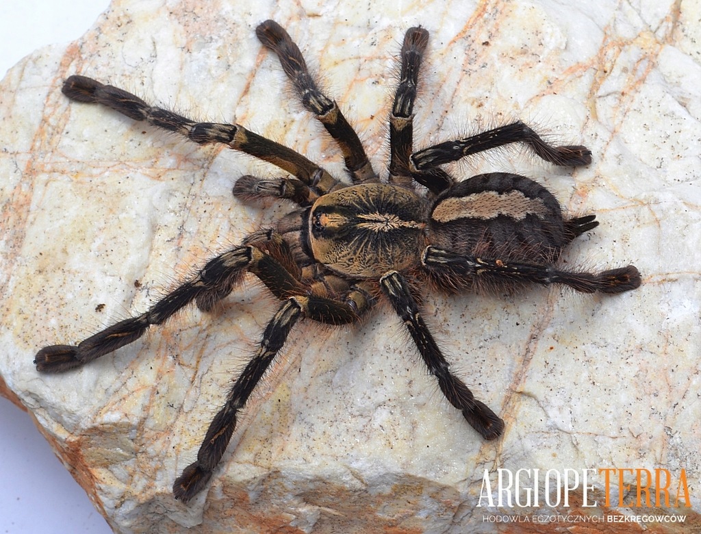 Młody Ptasznik zdobiony - Poecilotheria ornata L2