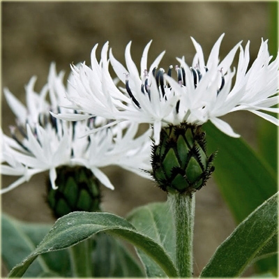 bylina Chaber biały Centaurea montana alba
