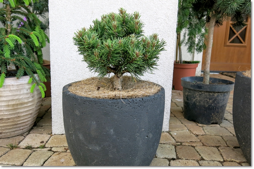 Pinus contorta 'Krnak' - Unikat !!!