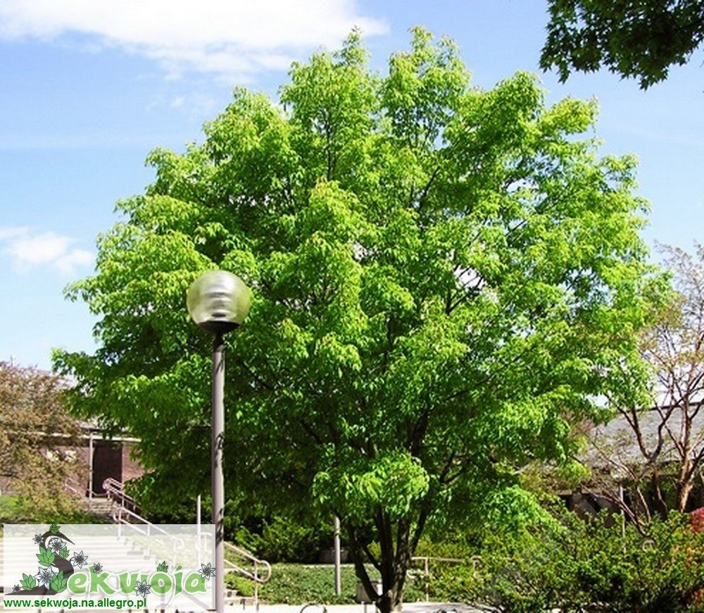 Klon mandżurski Acer mandshuricum UNIKAT