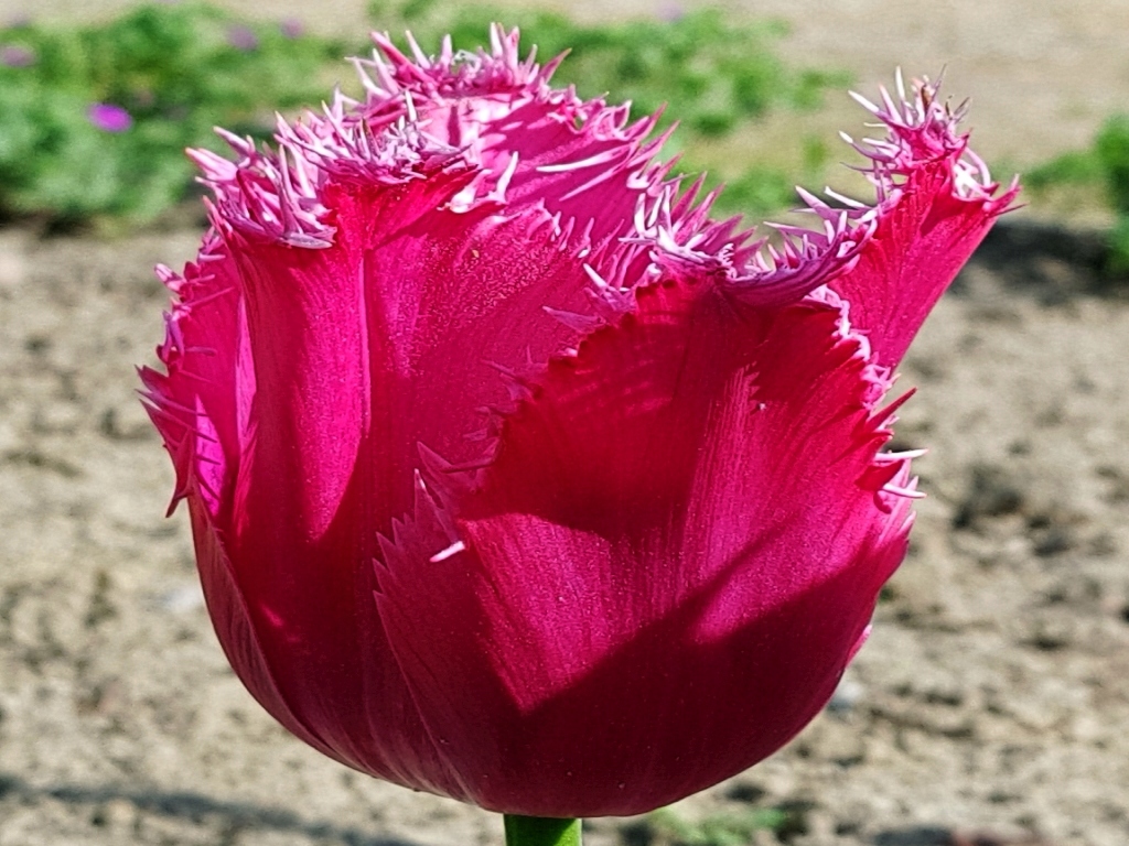 TULIPANY - TULIPAN STRZĘPIASTY BURGUNDY LACE 5szt
