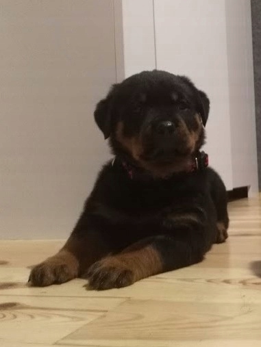 Szczeniaki Rottweiler