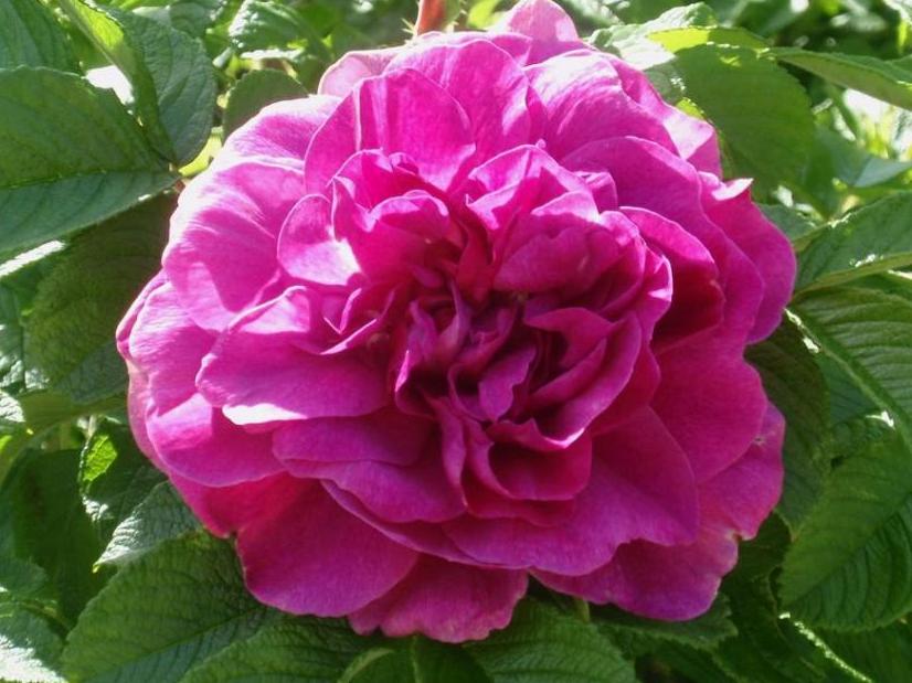 Rosa rugosa HANSA niezniszczalna! /PRODUCENT