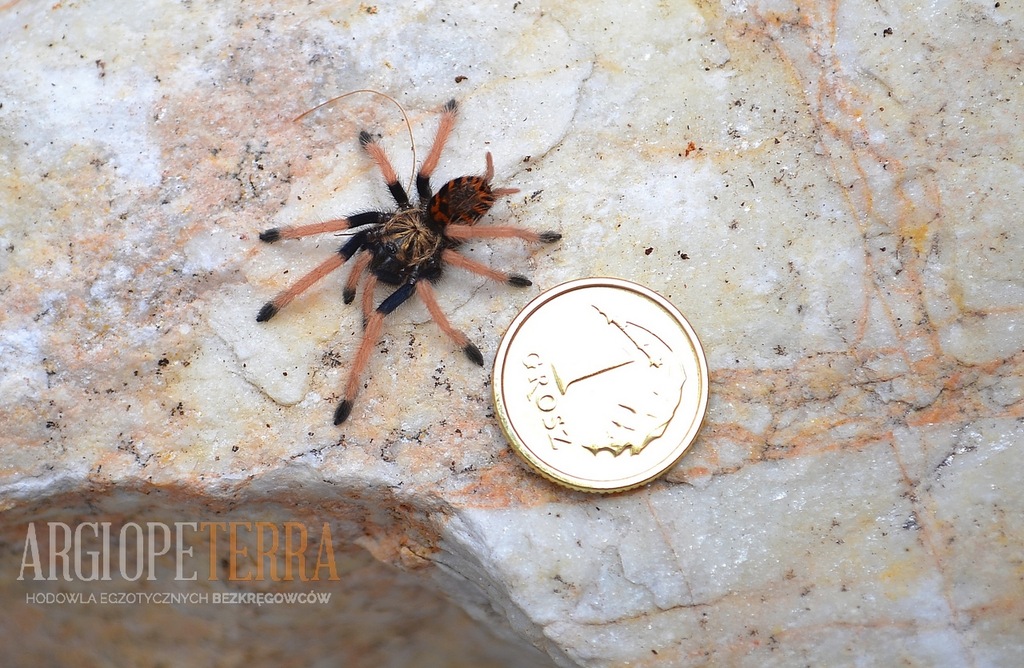 Ptasznik - Chromatopelma cyaneopubescens L3 -10szt