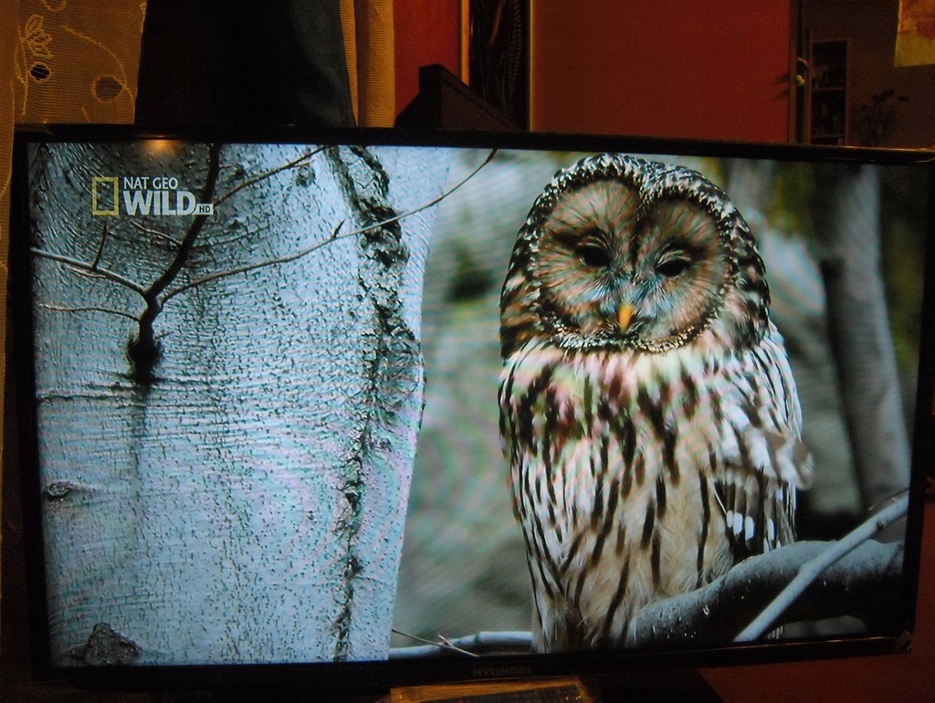 telewizor Led 32 cale LG z tunerem dvbt