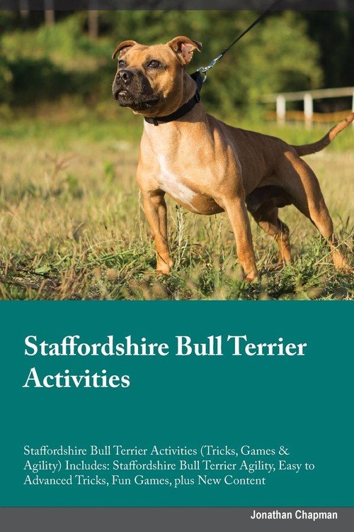 Staffordshire Bull Terrier Activities Staffordshir