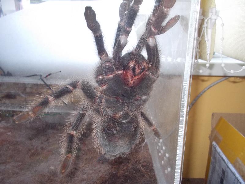 lASIODORA PARAHYBANA L13 ( Ptasznik olbrzymi)