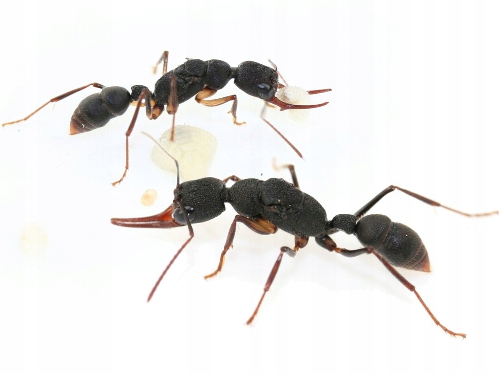 Mrówki Harpegnathos venator Q z robotnicami 3-5