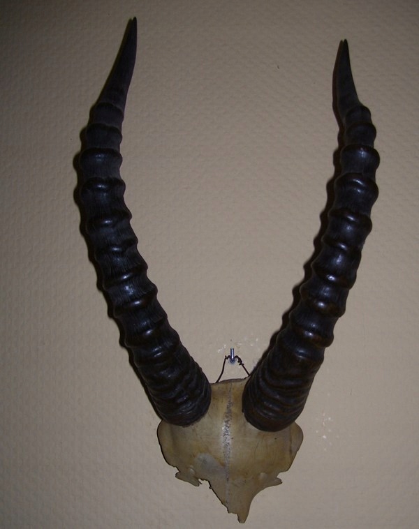 ANTYLOPA TOPI TROFEUM ROGI