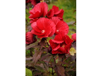 HIBISKUS bylinowy MIDNIGHT MARVEL 5L XXL  PĄKI