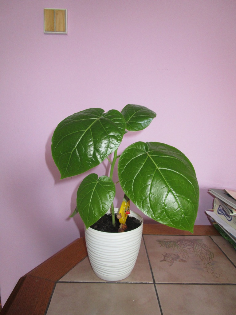 Tamarillo, pomidor drzewiasty, Cyphomandra betacea