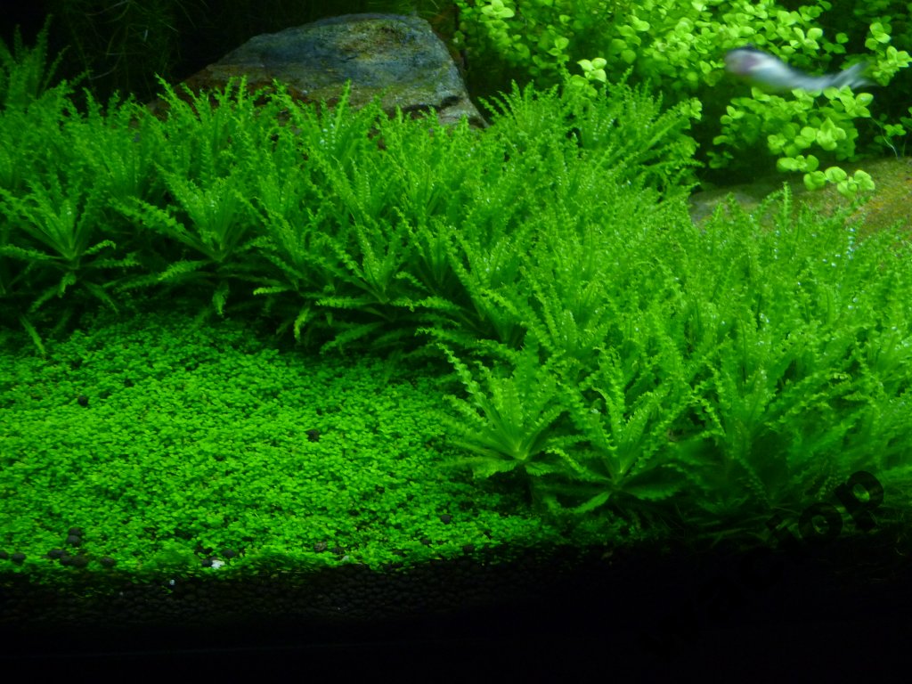 pogostemon helferi-gwiazda wodna
