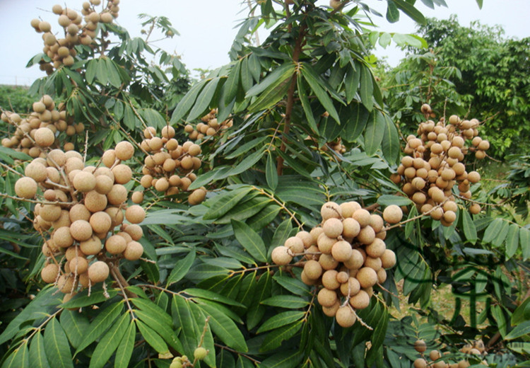 LONGAN - TAJEMNICZY OWOC TAJLANDII