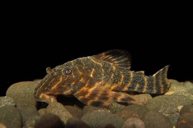 Panaqolus Maccus L-104 zbrojnik, glonojad