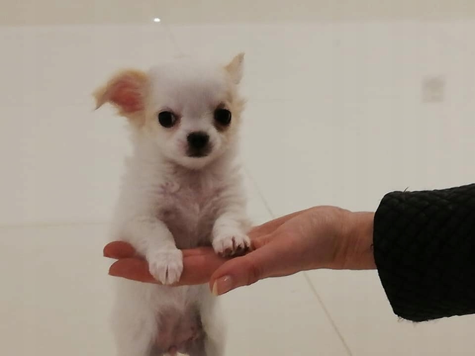 Chihuahua długowłosa biała sunia FCI