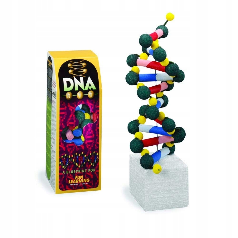 Zestawy styropianowe FloraCraft, zestaw modeli DNA