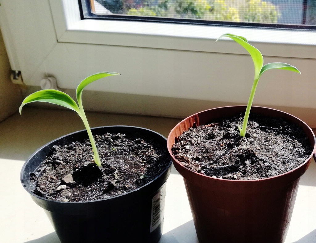 Musa balbisiana atia black sadzonka