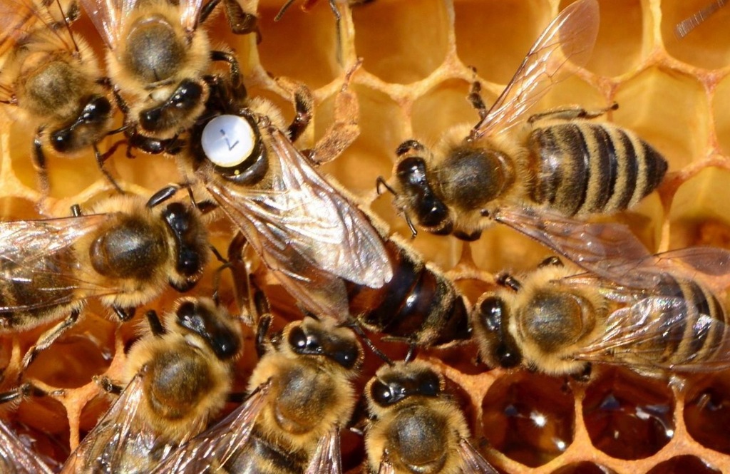 Zobacz obraz źródłowy