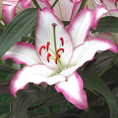 Lilia orientalna HOTLINE Lily Garden