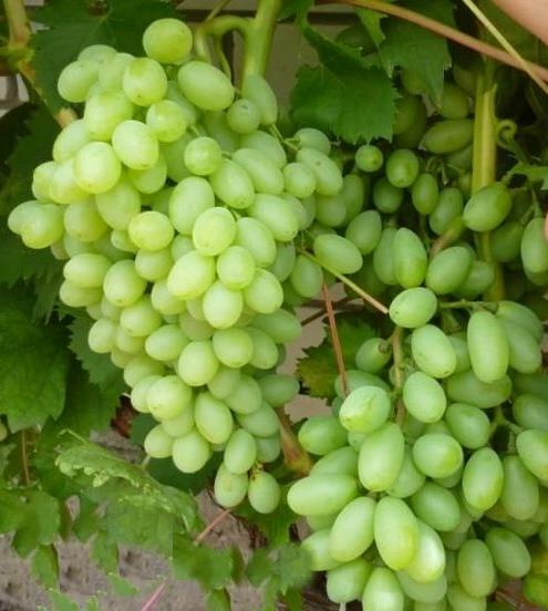 Sadzonki winorośli Centennial Seedless-beznasienna