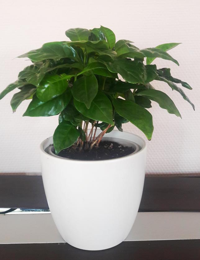Kawa arabska - Coffea arabica - duża sadzonka