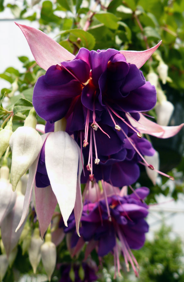 Fuksja Deep Purple kaskadowa wielkokwiatowa