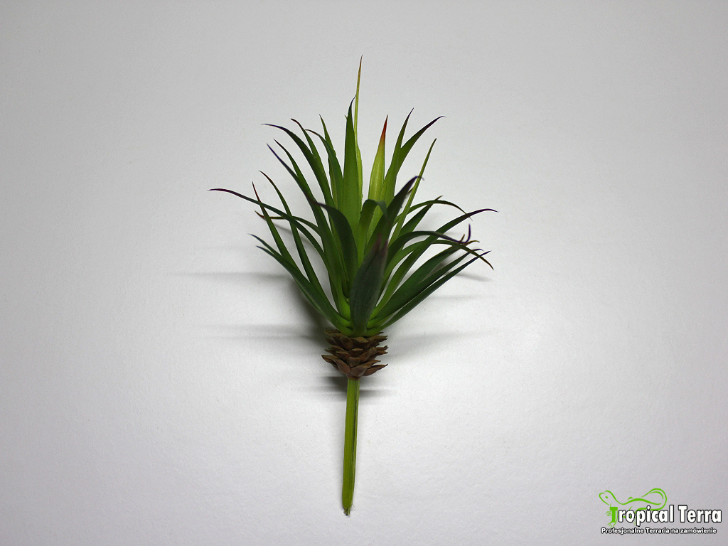 OPLĄTWA EPIFIT BROMELIA TILLANDSIA SUKULENT ANANAS
