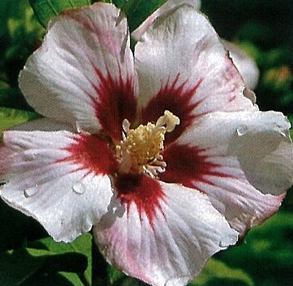 Hibiscus syriacus 'Mathilde' - Hibiskus * KETMIA *