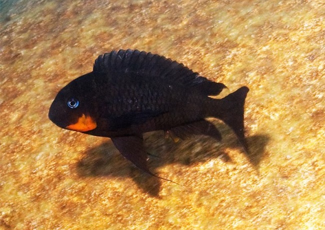 Tropheus RED CHEEK Mpimbwe Katondo - MALAWI Śląsk