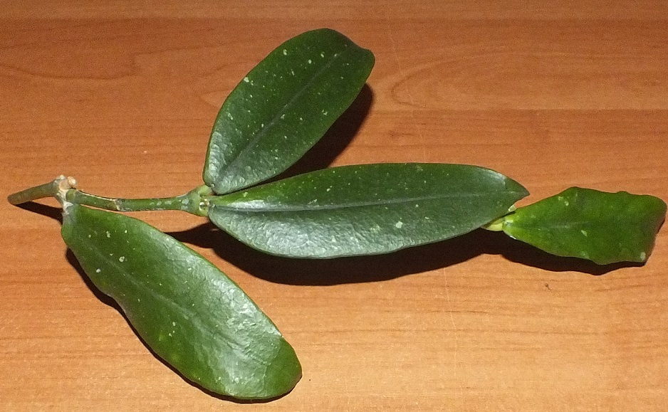 Hoya LOBBI ORANGE hoja OSTATNIA