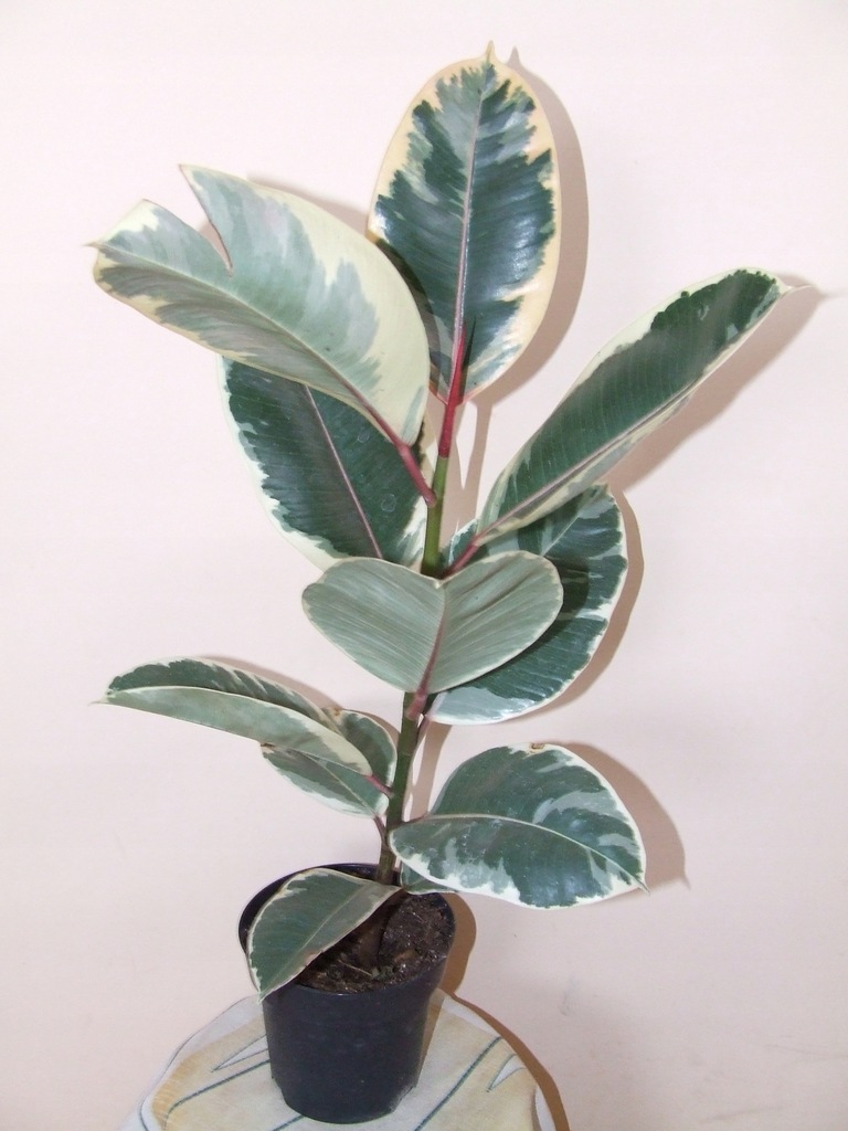 FIGOWIEC FIKUS FICUS ELASTICA TINEKE WYPRZEDAŻ