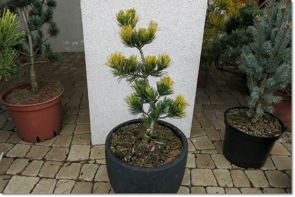 Pinus parviflora Fukai - cena promo !!!