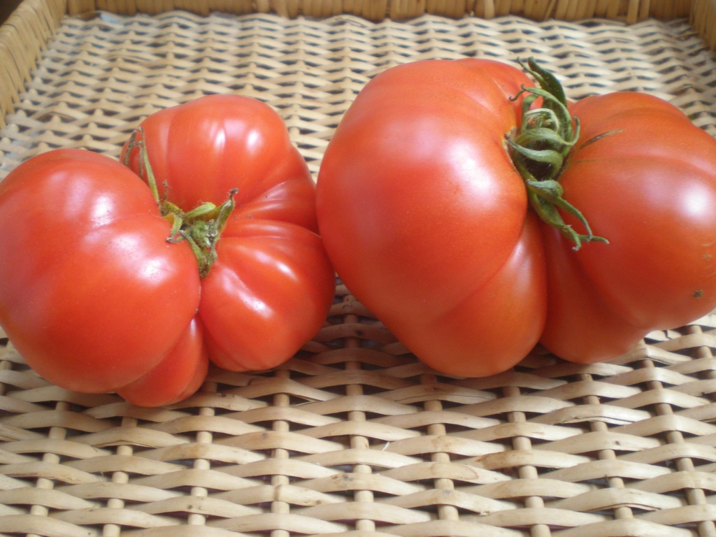 POMIDOR NEVES AZOREAN RED PYSZNY CZERWONY BEFSZTYK