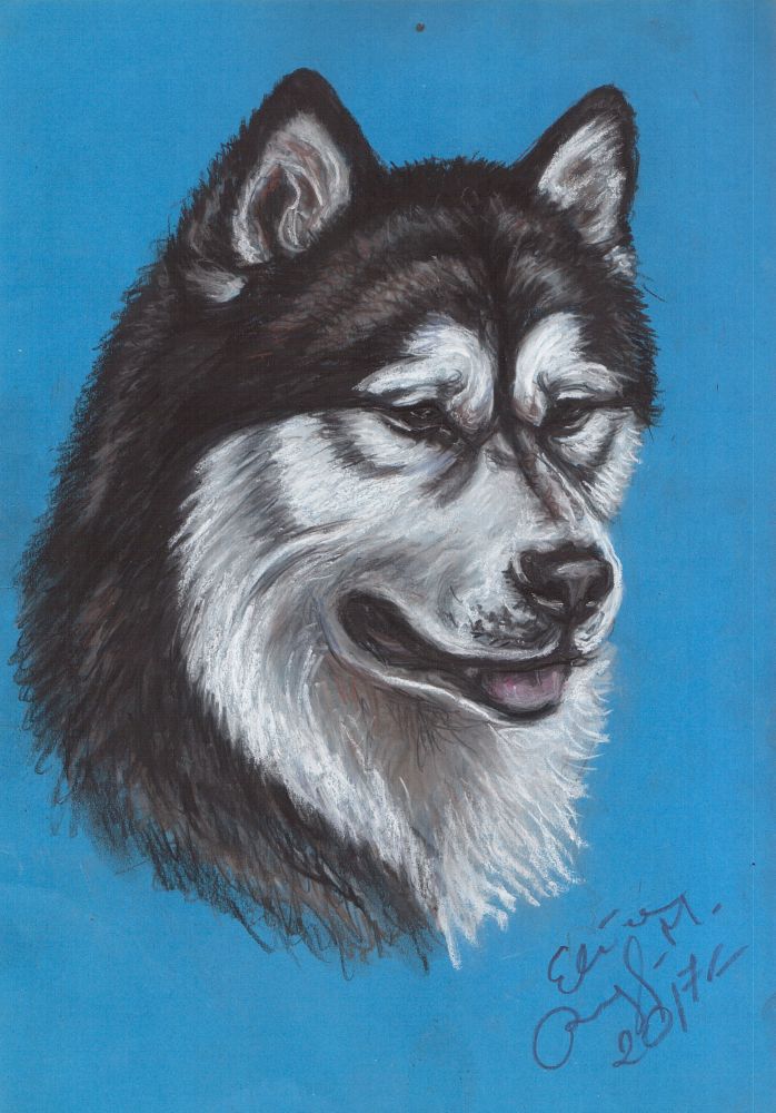 Alaskan Malamute haski-pies portret, rysunek