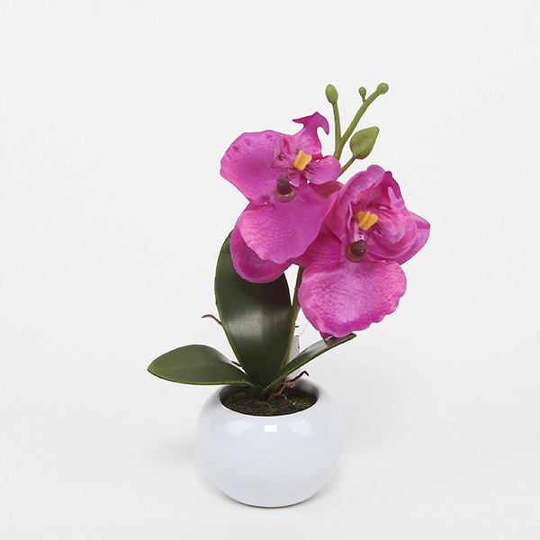 fioletowa ORCHIDEA mini 15 cm w doniczce storczyk
