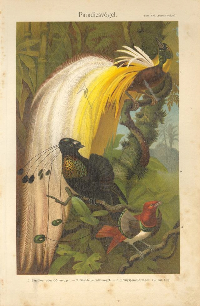 RAJSKIE PTAKI oryg. XIX w. chromolitografia
